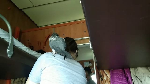 Попугай едет в поезде. смотреть онлайн