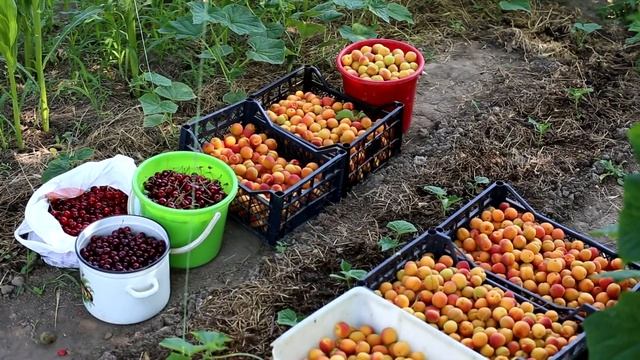 Абрикосы! Супер урожай абрикос 2018 год! смотреть онлайн