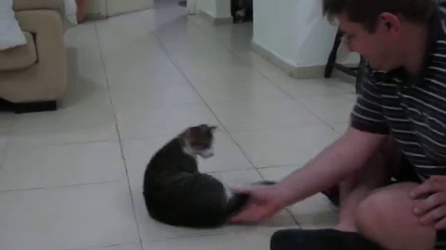 Кошке не понравилась чем то моя ладонь. смотреть онлайн