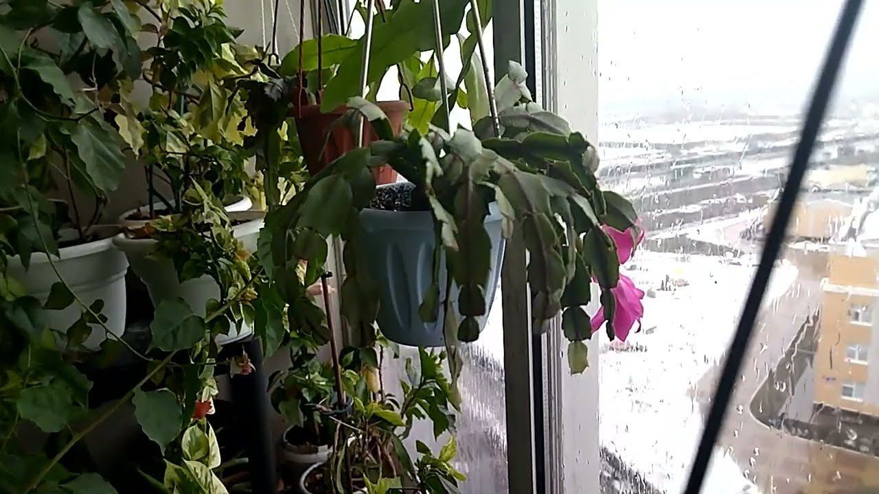 Чудеса на балконе 31 марта 2022 года смотреть онлайн