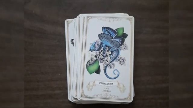 The Enchanted Blossoms Oracle Deck Walk Through смотреть онлайн
