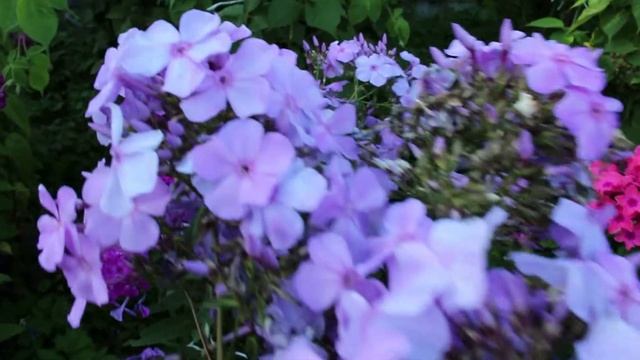 Флоксы Виндзор, Сириус, Птица Синица