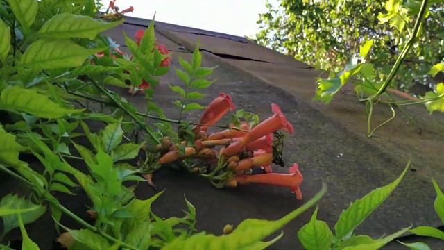 Перспектива на урожай смотреть онлайн