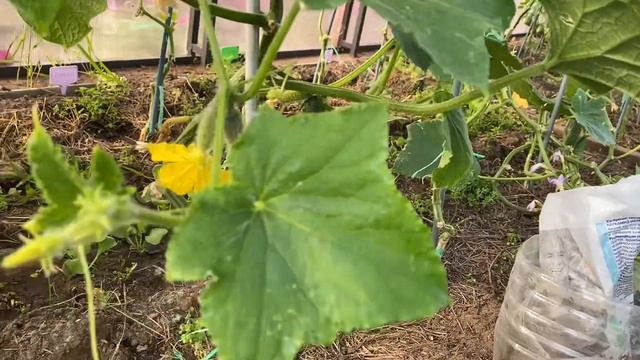 Как омолодить огурцы в августе?? Есть 2 способа???