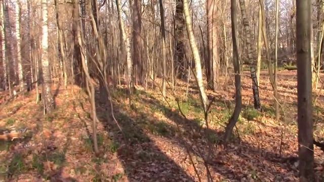 Большие дубы Лыткаринского леса!!! Обзор смотреть онлайн
