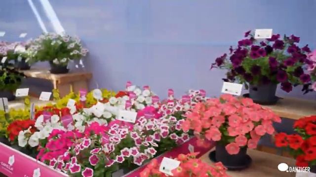 DANZIGER - FLOWER TRIALS - 2023 смотреть онлайн