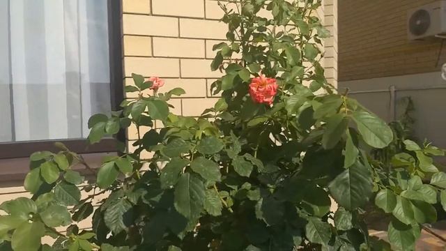 Роза Вестерленд повторное цветение, горят цветы на солнце. смотреть онлайн