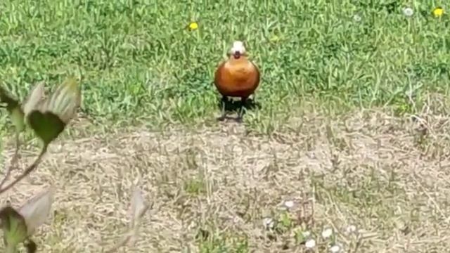 Огарь или Красная Утка на речке у своего гнезда // Duck fire or Red duck on the river near his nest смотреть онлайн