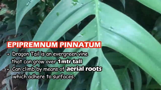 EPIPREMNUM PINNATUM/DRAGON TAIL/TIBATIB PLANT BY CharieTv