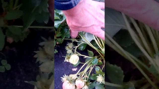 Так плодоносит клубника нейтрального дня Крапо 10 #shorts смотреть онлайн