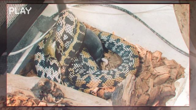 300г Тонкохвостой полозятины!!! смотреть онлайн