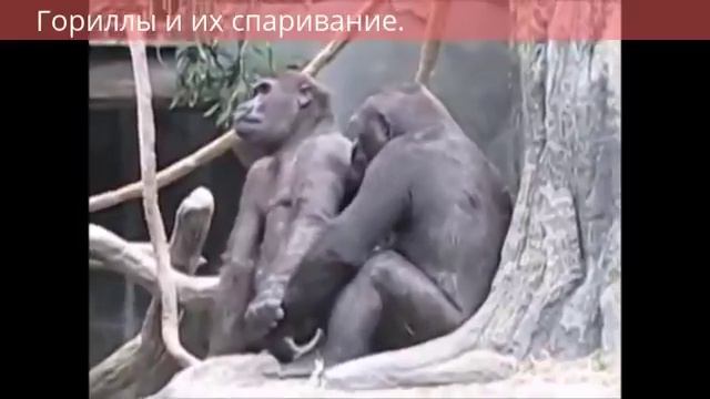 Гориллы и их спаривание Gorillas and their pairing смотреть онлайн