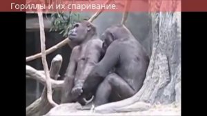 Гориллы и их спаривание  Gorillas and their pairing