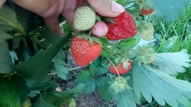 земляника Люция, Арианна, Сенсация и неизвестный сорт смотреть онлайн