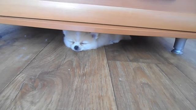 Приучение щенка к МЕСТУ Померанский шпиц смотреть онлайн