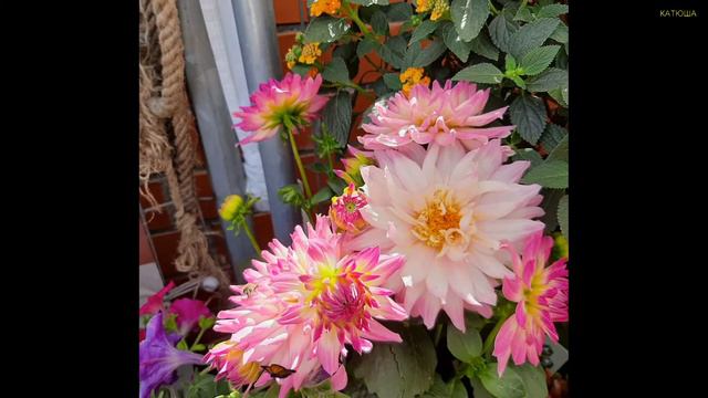 Каждое утро это время начать жизнь снова смотреть онлайн