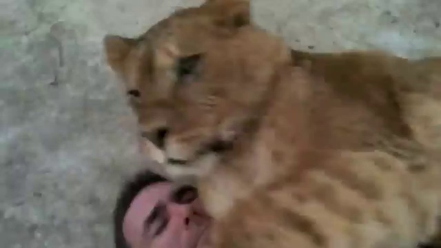 Большой котенок смотреть онлайн