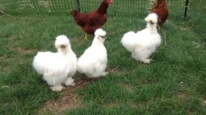 Китайские шелковые куры описание породы