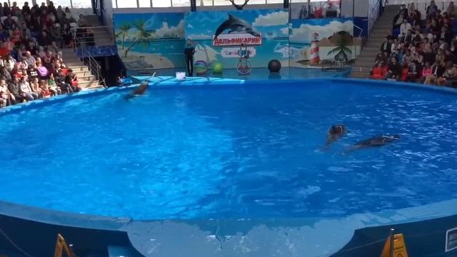 Дельфин Паша рисует картину и танцует. Сочи Парк 2017. смотреть онлайн