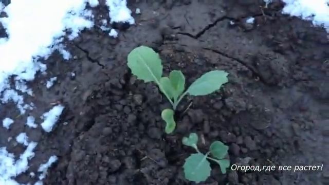 Наши укрывалки от непогоды. Борьба за урожай.mp4 смотреть онлайн