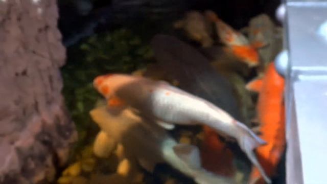 Японские рыбки в Планете Железяке смотреть онлайн