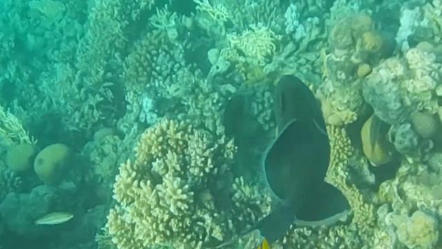 Краснозубый Спинорог смотреть онлайн