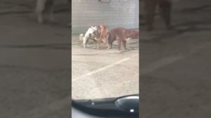 Собачья свадьба