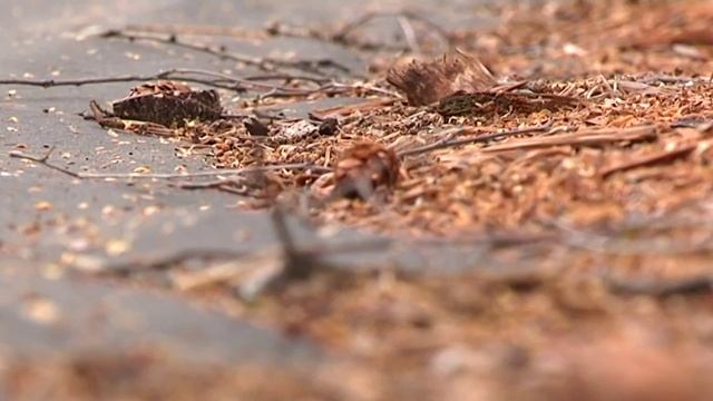 Рубрика Зеленый участок Боремся с сорняками 2019 08 08 смотреть онлайн