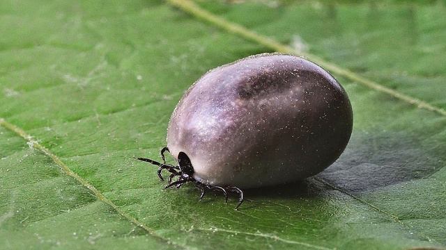 What is Lyme disease смотреть онлайн