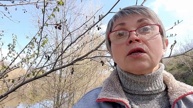 Очень_трогательное_стихотворение"Ольховая_сережка"/автор Евгений Евтушенко/СТИХиЯ/стихидлядуши/ смотреть онлайн