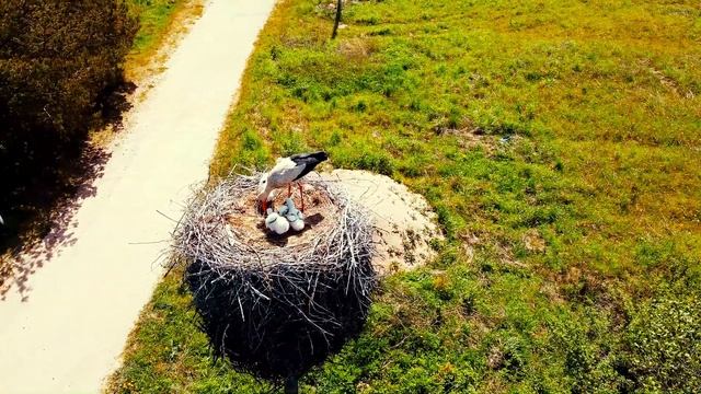 Удивительные АИСТЫ в гнезде кормят птенцов кротами и лягушками, запись с воздуха. смотреть онлайн