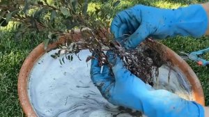 ПУЗЫРЕПЛОДНИК // Самый простой способ размножения.  Правильная посадка и сохранение  зимой.