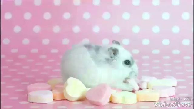 Как ухаживать за хомяком