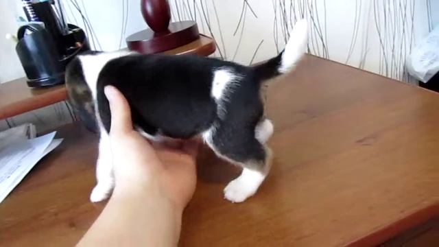 Ассиметричный щенок бигля - кобель смотреть онлайн