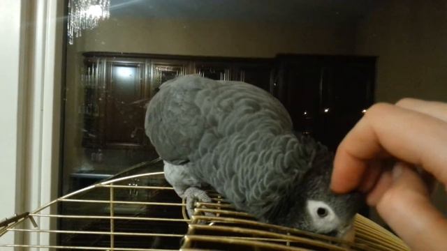 Жако Прохор-чухоголик смотреть онлайн