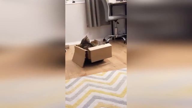 Смешные животные 2021 / самое смешное смотреть онлайн