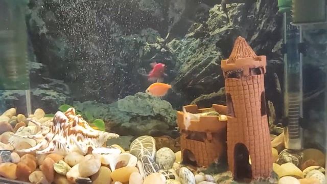 Жизнь аквариумных рыбок смотреть онлайн