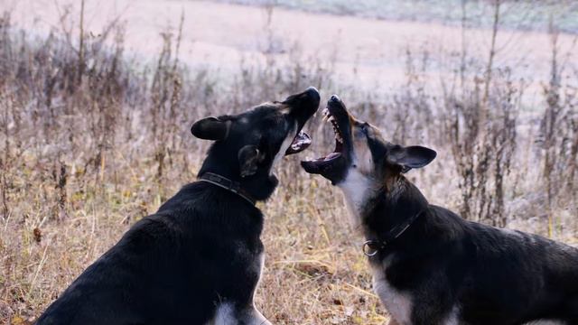 Ольвал Дэнис Ривьера и ее "Частица Черта" смотреть онлайн