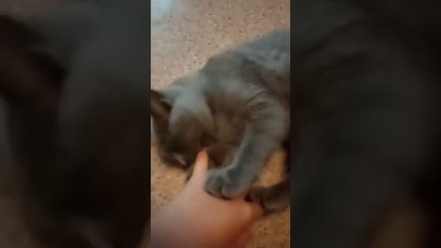 Жолтый арбуз без косточек!!! смотреть онлайн