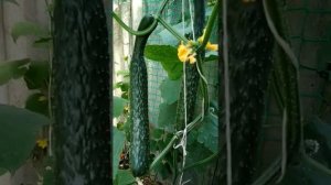 #Огурец f1 Китайский жароустойчивый, посейте одну семечку и получите без хлопот хороший урожай