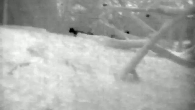 кошка пытается охотится на крыс (тепловизор) / cat try to catch rats (termovision) смотреть онлайн