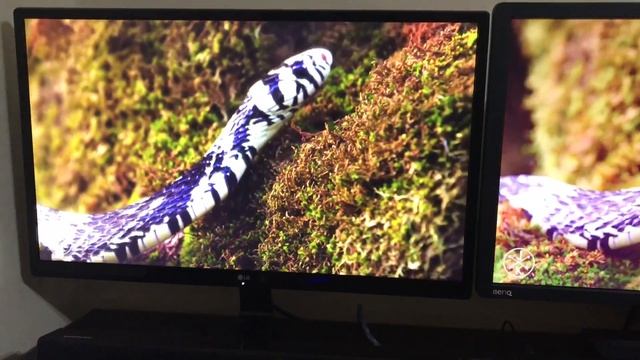 Benq xl2411 144hz vs LG 24uD58 4K ( TN vs IPS ) смотреть онлайн