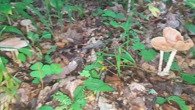 Энчантималс приехали в настоящий лес Мультики для детей Enchantimals куклы