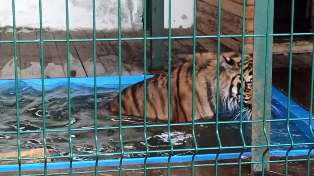 Игры на воде🐯💦😅👍❤ смотреть онлайн