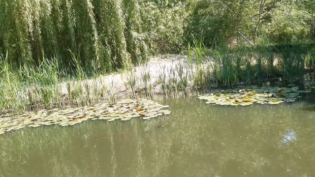 Карпики кои! Малышня! смотреть онлайн