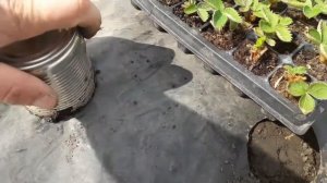 как сделать отверстие в пленке, для клубники.