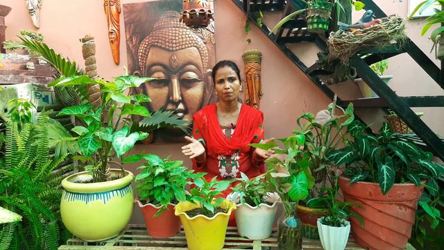 Syngonium Plant Care & Tips // Arrowhead Plant // How To Grow Syngonium Plant From Cutting In Water