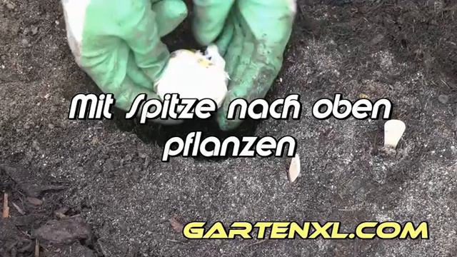 Zierlauchzwiebel Riesen-Zierlauch Allium Globemaster pflanzen смотреть онлайн