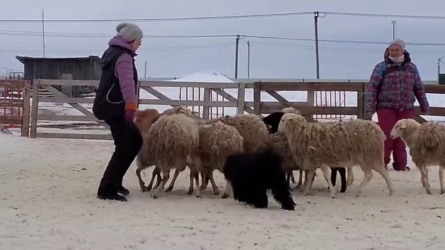 Сдача теста на пастуший инстинкт Баян смотреть онлайн