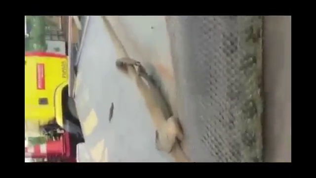 Гигантская Анаконда в Бразилии. смотреть онлайн